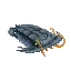 Black Trilobite