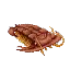 Trilobite