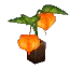 Kweebec Candle