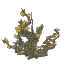 Dry Magic Bramble