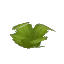 Arid Palm Bush