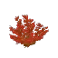 Red Arid Bush