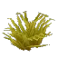 Bushy Arid Grass