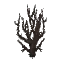 Shrub