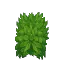 Green Bush
