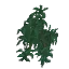 Exotic Hanging Bush