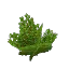 Bush