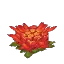 Cactus Flower