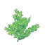 Green Coral Bush