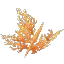 Orange Coral Bush