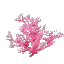 Pink Coral Bush