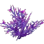 Poisoned Coral Bush