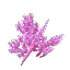 Violet Coral Bush