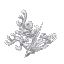 White Coral Bush
