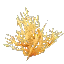 Yellow Coral Bush