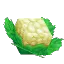 Drops Plant Crop Cauliflower Eternal StageFinal