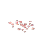 Blood Leaf Seeds