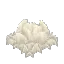 White Mushroom Mycelium