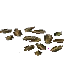Mature Turnip