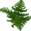 Giant Fern