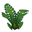 Jungle Fern