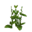 Nettle