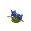 Salvage Plant Flower Common Blue