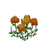 Salvage Plant Flower Common Orange