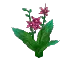 Salvage Plant Flower Common Pink
