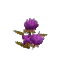 Salvage Plant Flower Common Purple
