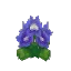 Salvage Plant Flower Common Violet