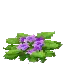 Salvage Plant Flower Common Violet2