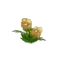 Yellow Hibiscus