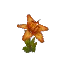Salvage Plant Flower Orchid Orange