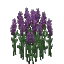 Salvage Plant Flower Tall Purple