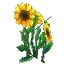 Salvage Plant Flower Tall Yellow