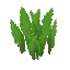Tall Jungle Grass