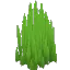 Wild Sharp Grass