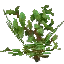 Apple Leaves