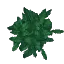 Ash Leaves