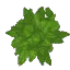 Beech Leaves