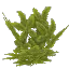 Bottletree Leaves