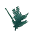 Cedar Leaves