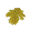 Dry Leaves