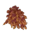 Red Fir Leaves