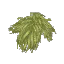 Gumboab Leaves