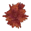 Maple Leaves