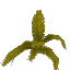 Arid Palm Leaves
