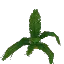 Giant Palm Leaves