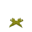 Short Yellow Moss